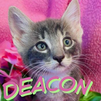 Deacon -  Domestic Short Hair Cat for Adoption in Truckee, California - Deacon | PetCurious