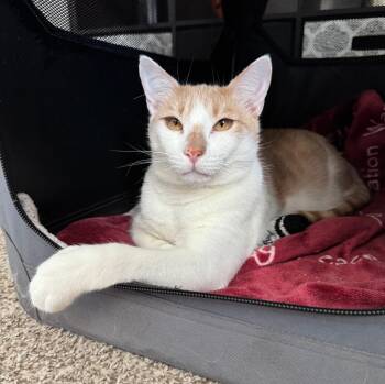 Rescue Domestic Short Hair Cats for Adoption in Hampton, Virginia - Jack | PetCurious