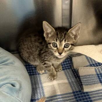 Domestic Short Hair Cats Available for Adoption in Gloucester, Virginia - Daphne | PetCurious