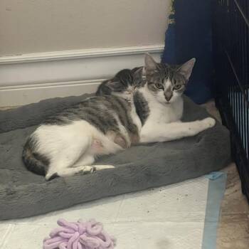 Kix -  Domestic Short Hair Cat for Adoption in Long Beach, California - Kix | PetCurious