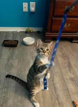 Tyrone -  Domestic Short Hair Cat for Adoption in Chickasaw, Alabama - Tyrone | PetCurious