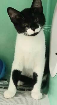Sweetie Pie -  Domestic Short Hair Cat for Adoption - Sweetie Pie | PetCurious