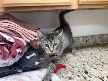 Fletcher -  Domestic Short Hair Cat for Adoption in Salmon, Idaho - Fletcher | PetCurious