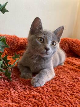 River -  Domestic Short Hair Cat for Adoption in Taylor, Michigan - River | PetCurious