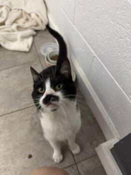 Rescue Domestic Short Hair Cats for Adoption in Renfrew, Pennsylvania - Burt | PetCurious