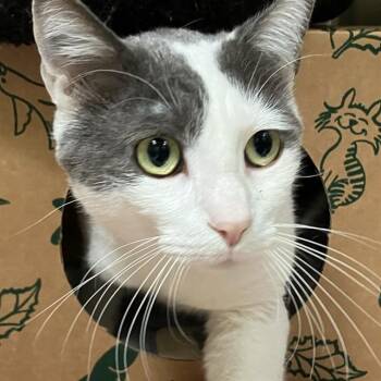 TARJAY -  Domestic Short Hair Cat for Adoption in Alameda, California - TARJAY | PetCurious