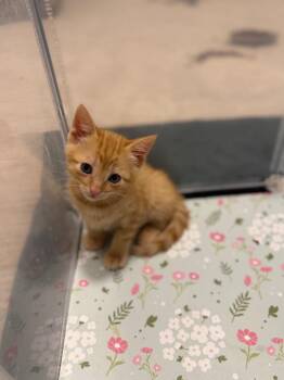 Domestic Short Hair Cats Available for Adoption in Calgary, Alberta - Jambalaya | PetCurious