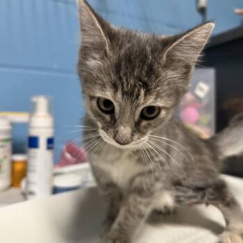 Anni-Frid -  Domestic Short Hair Cat for Adoption in Newport, North Carolina - Anni-Frid | PetCurious