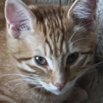 Poppy Roundy -  Domestic Short Hair Cat for Adoption in Eagle Mountain, Utah - Poppy Roundy | PetCurious
