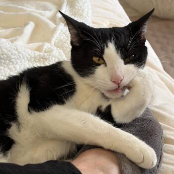 Domestic Short Hair Cats Available for Adoption - Jjajang *COURTESY POST* | PetCurious