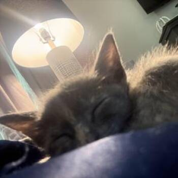 Stormy -  Russian Blue and Domestic Short Hair Cat for Adoption in Liverpool, Texas - Stormy | PetCurious