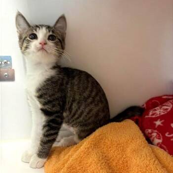 Heebie Jeebiez -  Domestic Short Hair Cat for Adoption in Phoenix, Arizona - Heebie Jeebiez | PetCurious