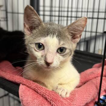 Scuttle -  Domestic Short Hair Cat for Adoption in Columbia, South Carolina - Scuttle | PetCurious