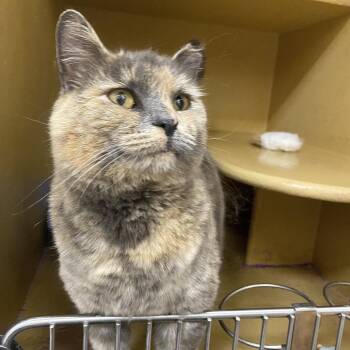 Domestic Short Hair Cats Available for Adoption in Spokane, Washington - Sandra | PetCurious