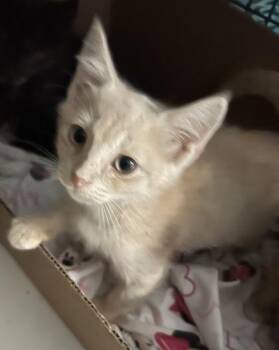 Autumn -  Domestic Short Hair Cat for Adoption - Autumn | PetCurious