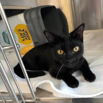 Edgar -  Domestic Short Hair Cat for Adoption in Manhattan, Kansas - Edgar | PetCurious