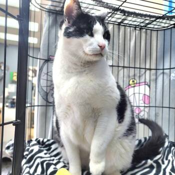 Domestic Short Hair Cats Available for Adoption - Sumo - Chino Hils Location | PetCurious