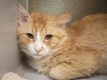 Domestic Medium Hair Cats Available for Adoption in Phoenix, Arizona - CHARLES LICKINS | PetCurious