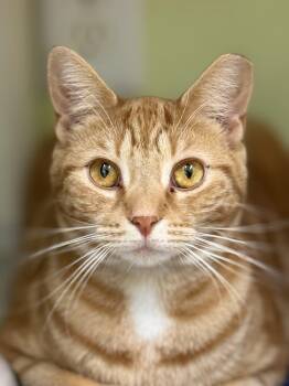 Aimee -  Domestic Short Hair Cat for Adoption in Pawleys Island, South Carolina - Aimee | PetCurious