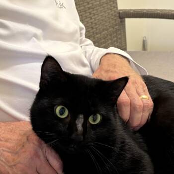 Friday -  Domestic Short Hair Cat for Adoption in Palm Coast, Florida - Friday | PetCurious