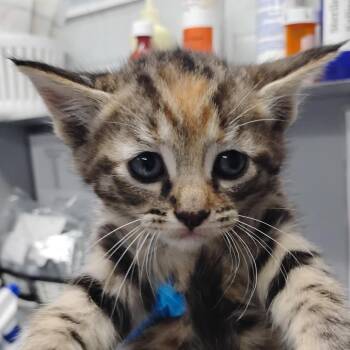 Domestic Short Hair Cats Available for Adoption in Summerville, South Carolina - Paige | PetCurious