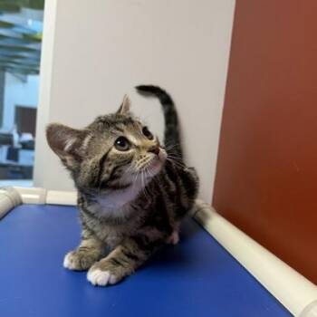 Tamale (SGN) -  Domestic Short Hair Cat for Adoption in Janesville, Wisconsin - Tamale (SGN) | PetCurious