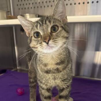 Clarissa -  Domestic Short Hair Cat for Adoption in Dearborn, Michigan - Clarissa | PetCurious