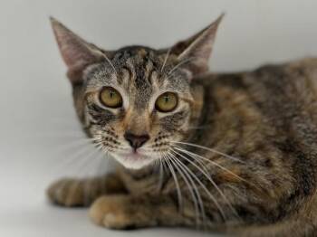 Wren -  Domestic Short Hair Cat for Adoption in Portland, Oregon - Wren | PetCurious