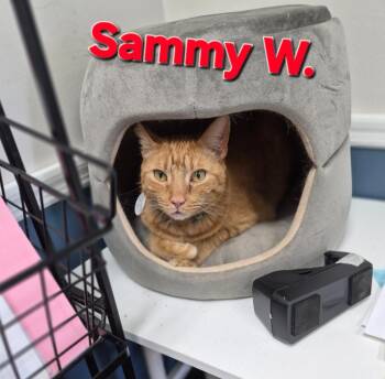 Sammy W. -  Domestic Short Hair Cat for Adoption in Rome, Georgia - Sammy W. | PetCurious