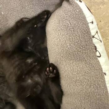 Ranch -  Domestic Short Hair Cat for Adoption in Parkersburg, West Virginia - Ranch | PetCurious