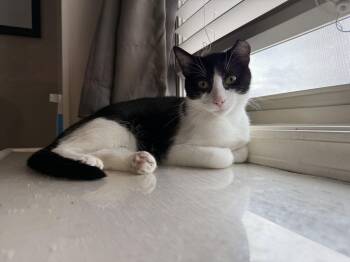 Domestic Short Hair Cats Available for Adoption - LJ | PetCurious