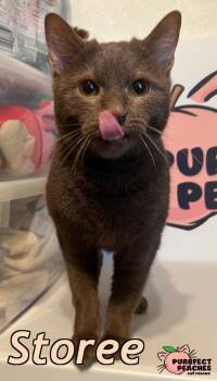 Havana Cats Available for Adoption - Storee | PetCurious