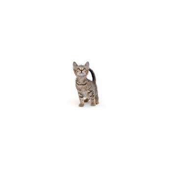 Britney -  Domestic Short Hair Cat for Adoption in Los Angeles, California - Britney | PetCurious