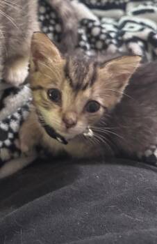 Aqua Tofana -  Domestic Short Hair Cat for Adoption in Johnson City, Tennessee - Aqua Tofana | PetCurious