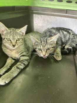 Brown Fulcher -  Domestic Short Hair Cat for Adoption in Chatham, Virginia - Brown Fulcher | PetCurious