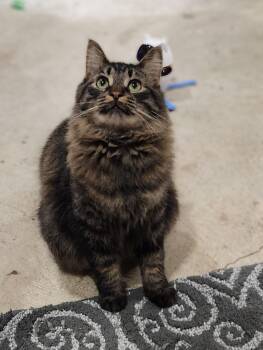 Domestic Medium Hair Cats Available for Adoption - Oliver  | PetCurious