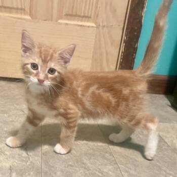 Jasper -  Domestic Short Hair Cat for Adoption in High View, West Virginia - Jasper | PetCurious
