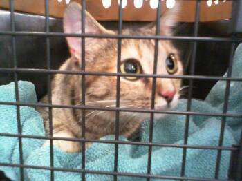 CELINE -  Domestic Short Hair Cat for Adoption in Charlotte, North Carolina - CELINE | PetCurious