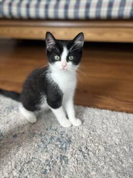 Rescue Domestic Short Hair Cats for Adoption in Leesburg, Virginia - Blackberry (& Apricot) | PetCurious
