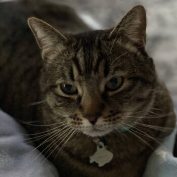 Rescue Domestic Short Hair Cats for Adoption in Fresno, California - Mazie | PetCurious