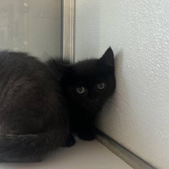 Belassi -  Domestic Short Hair Cat for Adoption in Binghamton, New York - Belassi | PetCurious