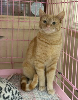 Rescue Domestic Short Hair Cats for Adoption in Napa, California - Harry Napa Petco | PetCurious