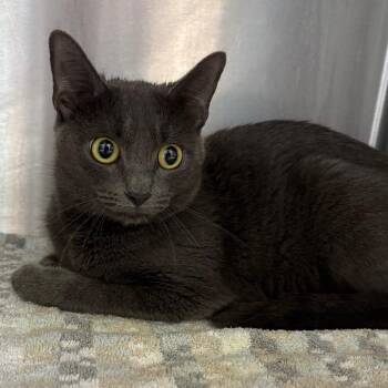 Sassy -  Domestic Short Hair Cat for Adoption in Englewood, Florida - Sassy | PetCurious