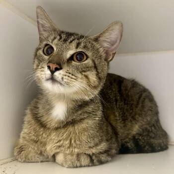 Joseph -  Domestic Short Hair Cat for Adoption in Saint Joseph, Missouri - Joseph | PetCurious