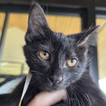 Cereal -  Domestic Medium Hair Cat for Adoption in Leander, Texas - Cereal | PetCurious