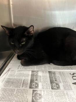 Domestic Short Hair Cats Available for Adoption in Hopkinsville, Kentucky - Dixie | PetCurious