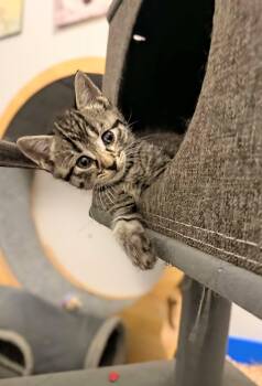 Dexter -  Domestic Short Hair Cat for Adoption in Winnipeg, Manitoba - Dexter | PetCurious