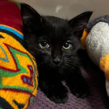 Icarus -  Domestic Short Hair Cat for Adoption in Redwood City, California - Icarus | PetCurious