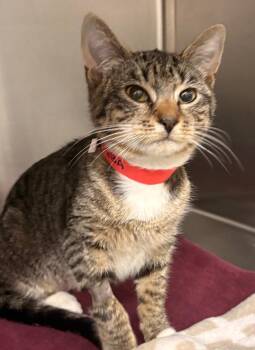 Domestic Short Hair Cats Available for Adoption - Reba | PetCurious