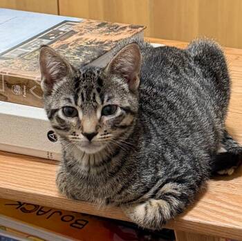 Pretzel -  Domestic Short Hair Cat Available for Adoption in New York, New York - Pretzel | PetCurious